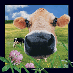 Cow Card