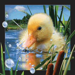 Duckling Card