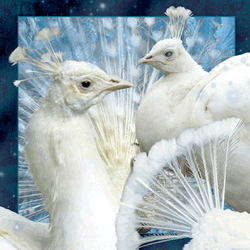 White Peacock Card